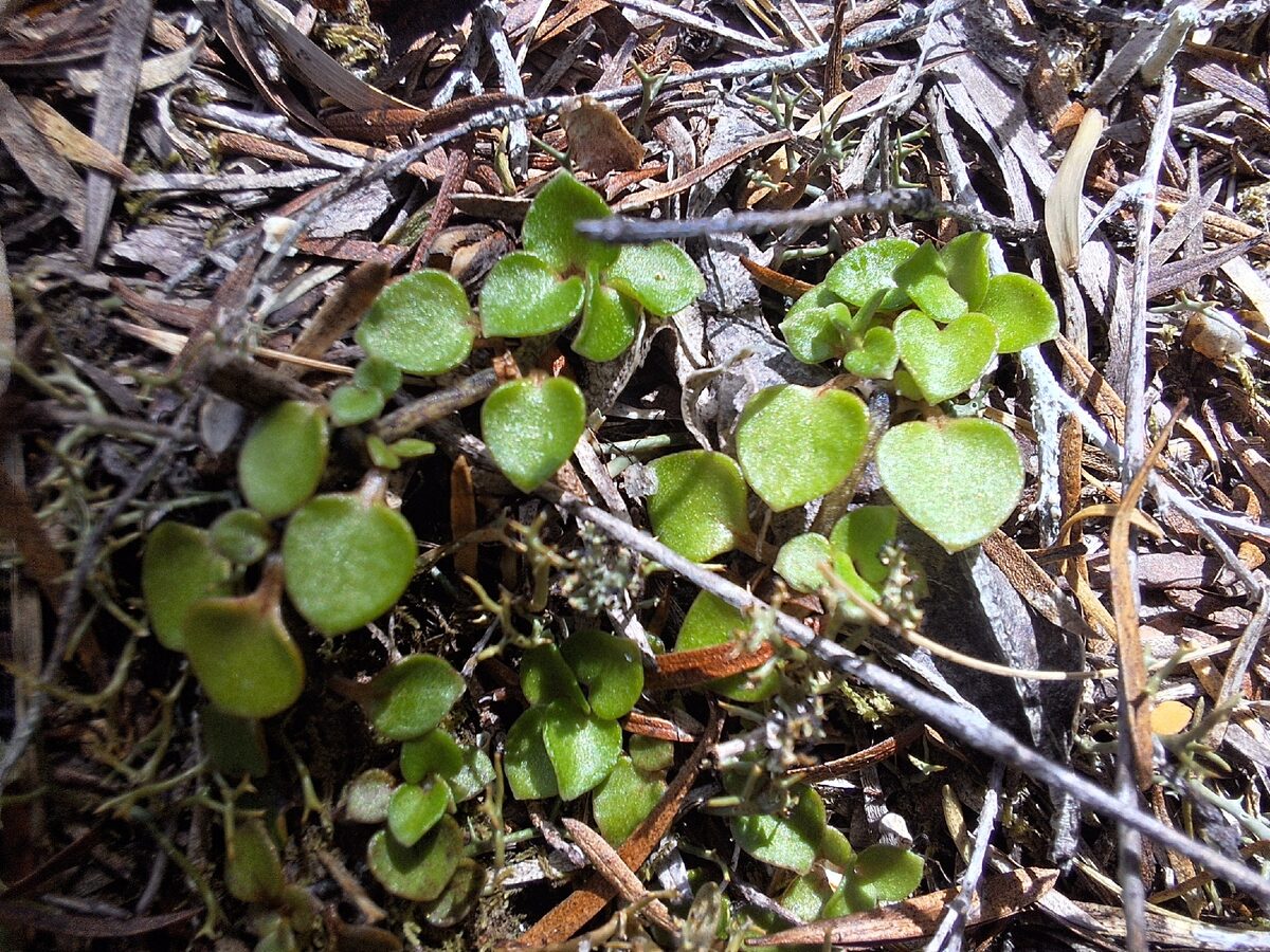 Nertera granadensis - (Mutis. ex L.f.)Druce. (Bead Plant) — photo