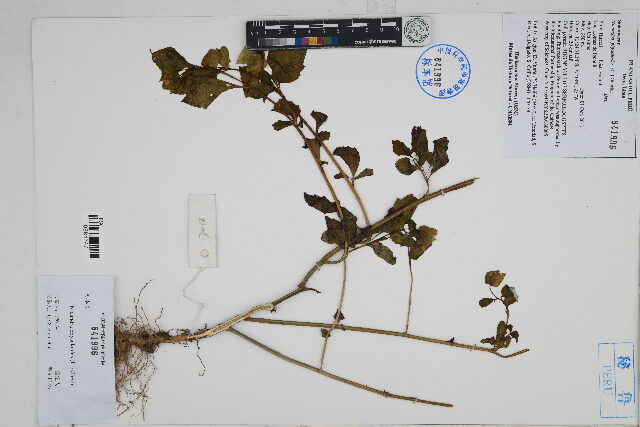 Nicandra physaloides - (L.)Gaertn. (Shoo Fly) — photo