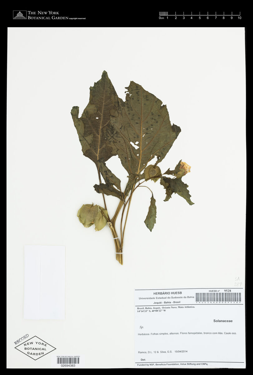 Nicandra physaloides - (L.)Gaertn. (Shoo Fly) — photo
