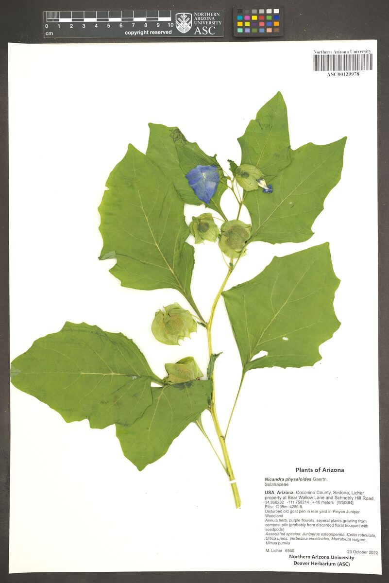 Nicandra physaloides - (L.)Gaertn.