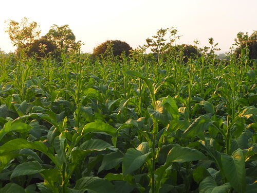 Nicotiana tabacum (Tobacco) — photo
