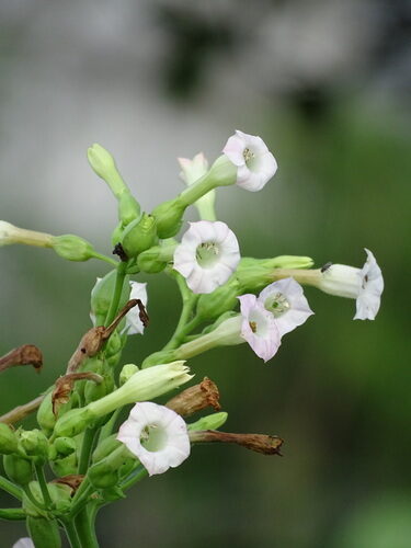 Nicotiana tabacum (Tobacco) — photo