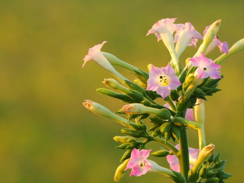 Nicotiana tabacum