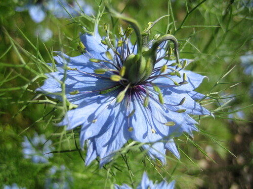 Nigella damascena (Love-In-A-Mist) — photo