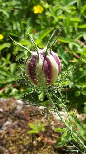 Nigella damascena (Love-In-A-Mist) — photo