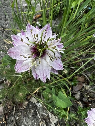 Nigella damascena