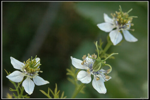 Nigella sativa (Black Cumin) — photo
