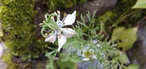 Nigella sativa (Black Cumin) — photo