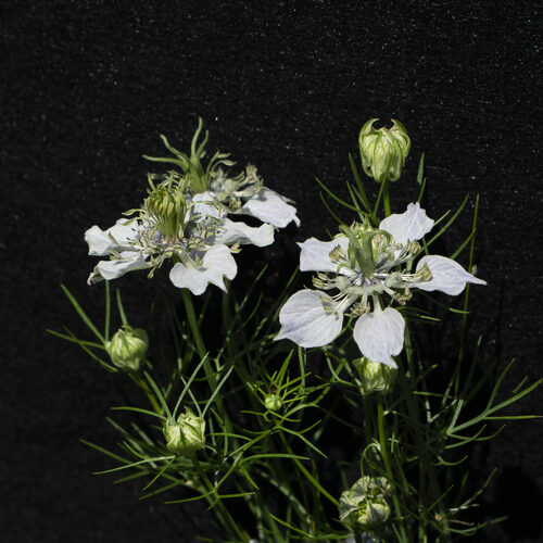 Nigella sativa