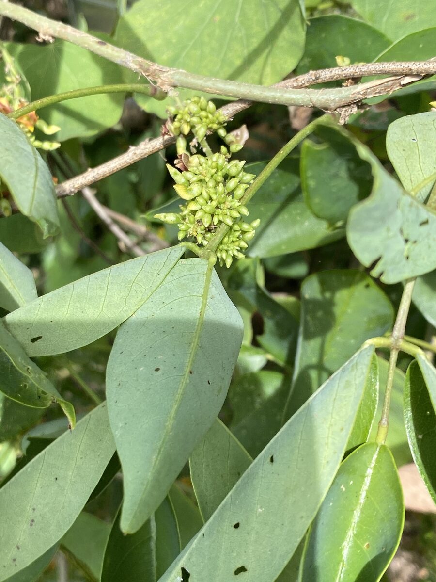 Nissolia sp. — photo