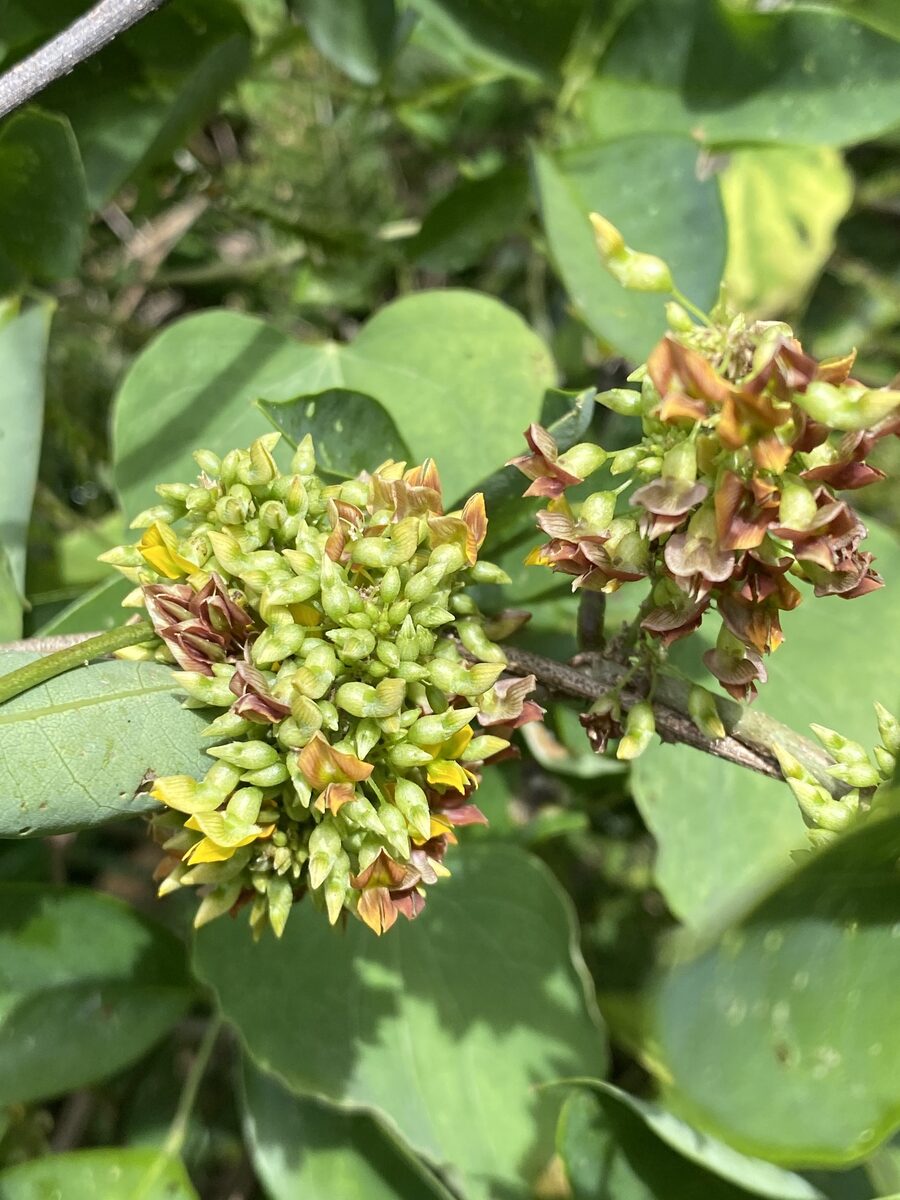 Nissolia sp. — photo