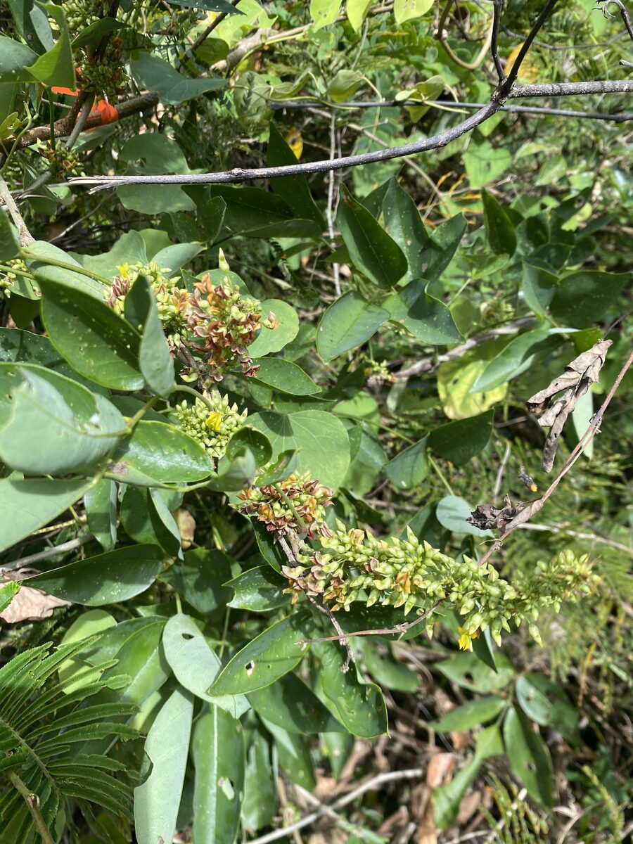 Nissolia sp.