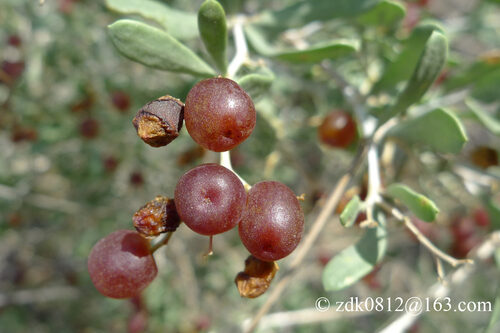 Nitraria tangutorum (Desert cherry) — photo