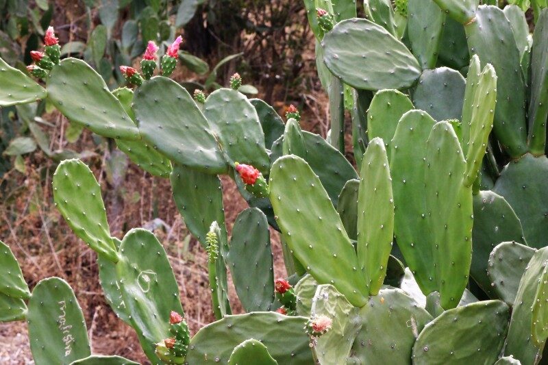 Nopalea cochenillifera - (L.) Salm (Cochineal plant.) — photo