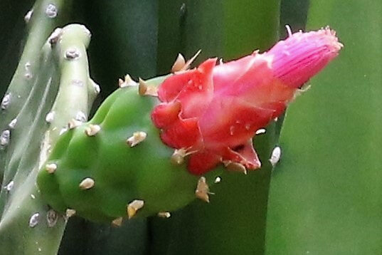 Nopalea cochenillifera - (L.) Salm (Cochineal plant.) — photo