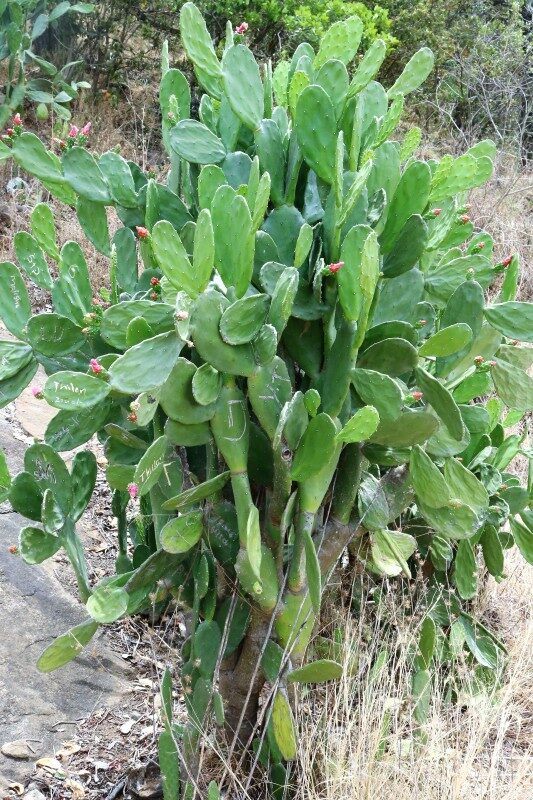 Nopalea cochenillifera - (L.) Salm