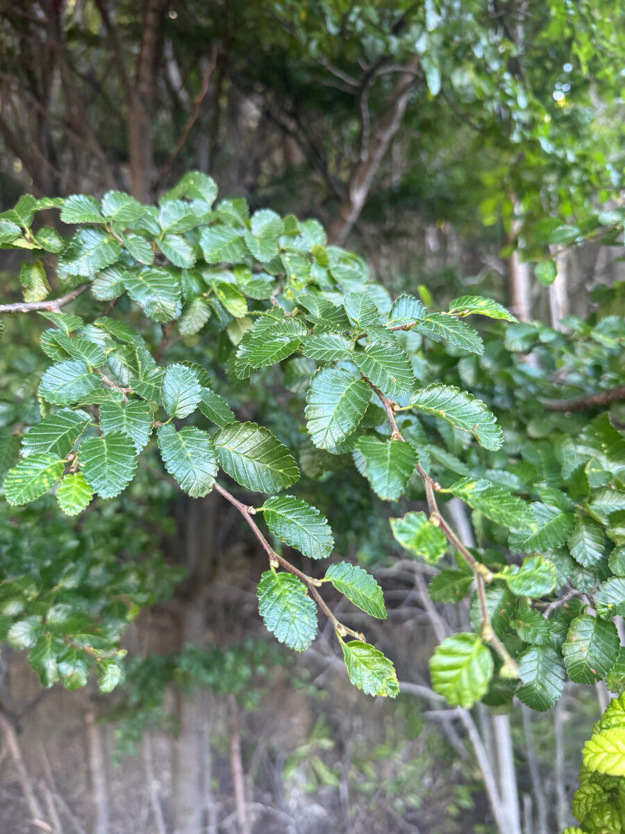 Nothofagus pumilio - (Poepp.&Endl.)Krasser. (Lenga) — photo
