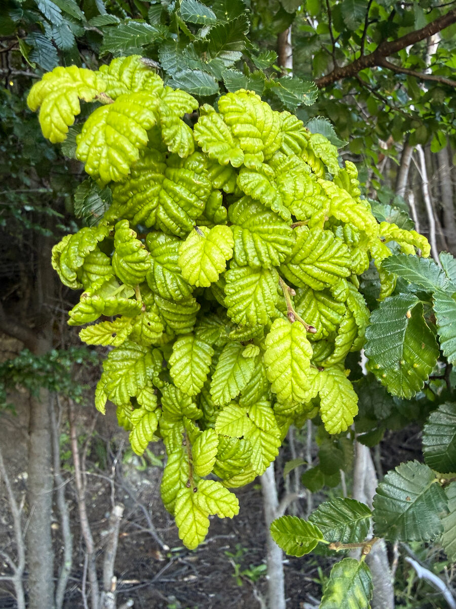 Nothofagus pumilio - (Poepp.&Endl.)Krasser. (Lenga) — photo