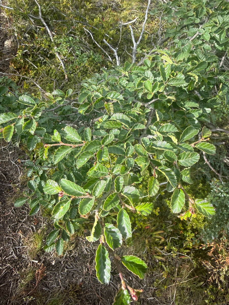 Nothofagus pumilio - (Poepp.&Endl.)Krasser.