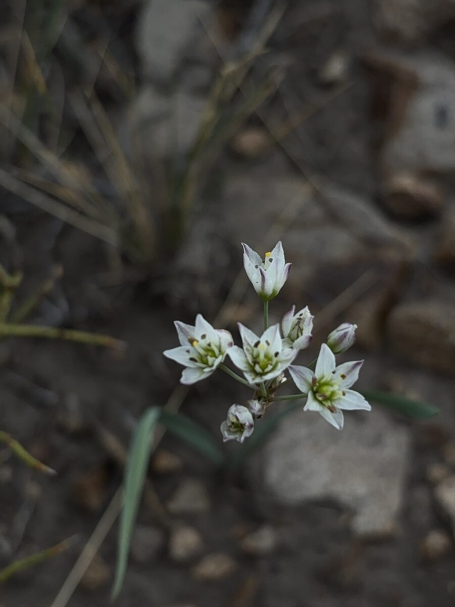 Nothoscordum gracile - (Dryand.)Stearn. (Slender false garlic) — photo