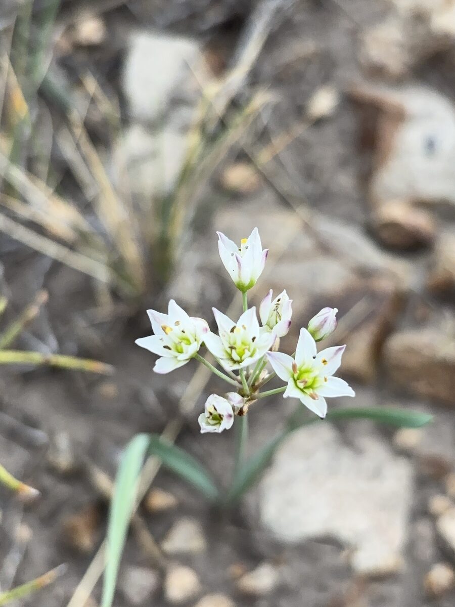 Nothoscordum gracile - (Dryand.)Stearn. (Slender false garlic) — photo