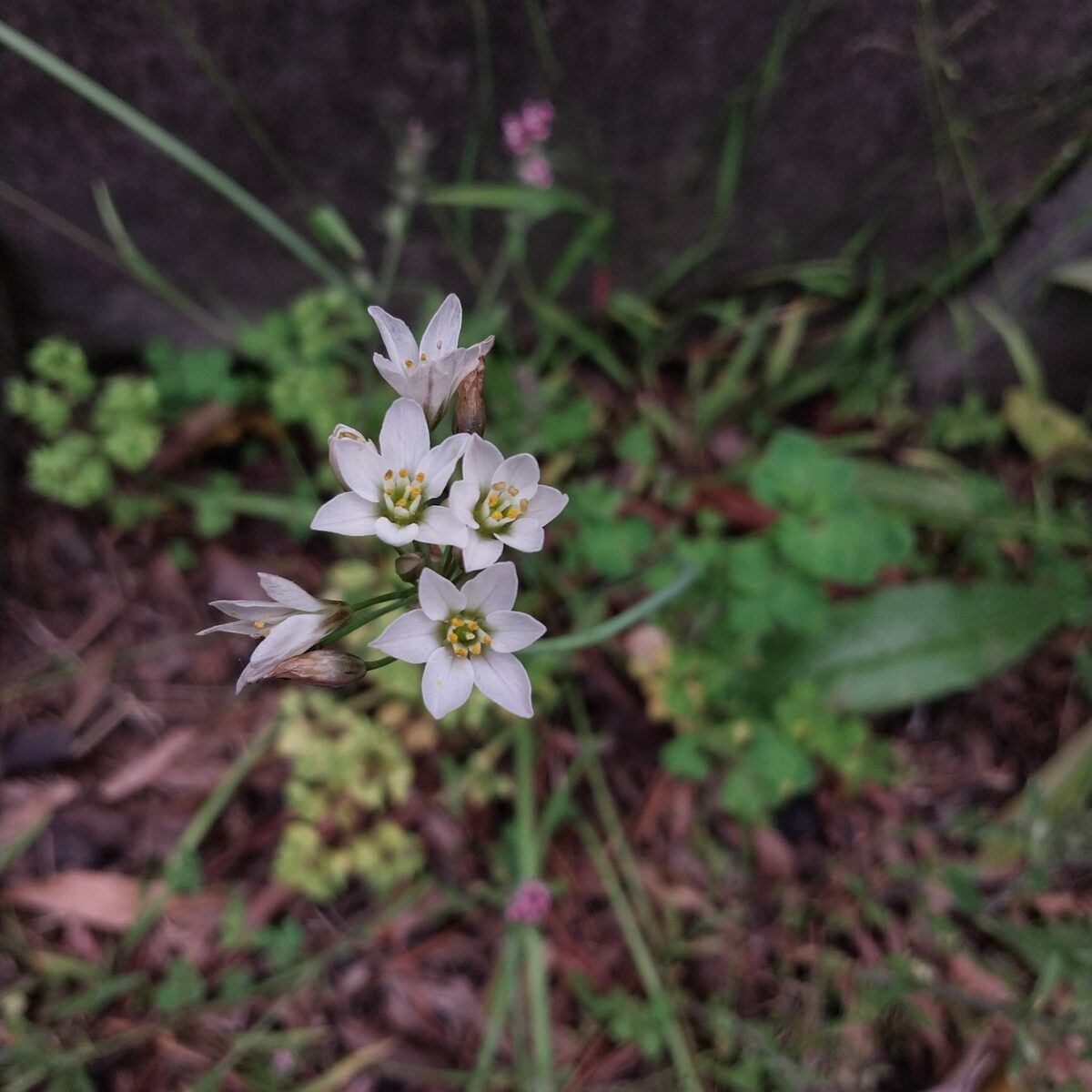 Nothoscordum gracile - (Dryand.)Stearn.