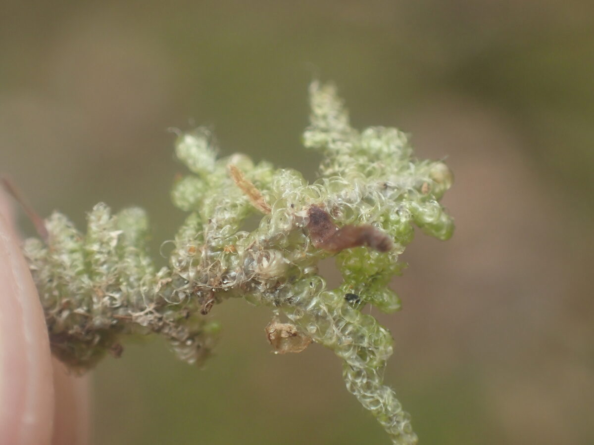 Notohypnum chrysogaster — photo