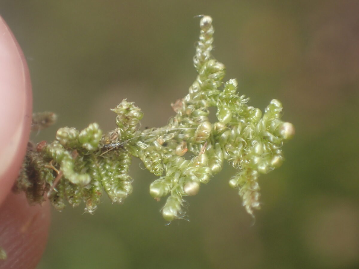 Notohypnum chrysogaster — photo