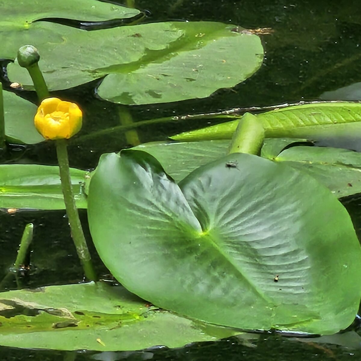 Nuphar japonicum — photo