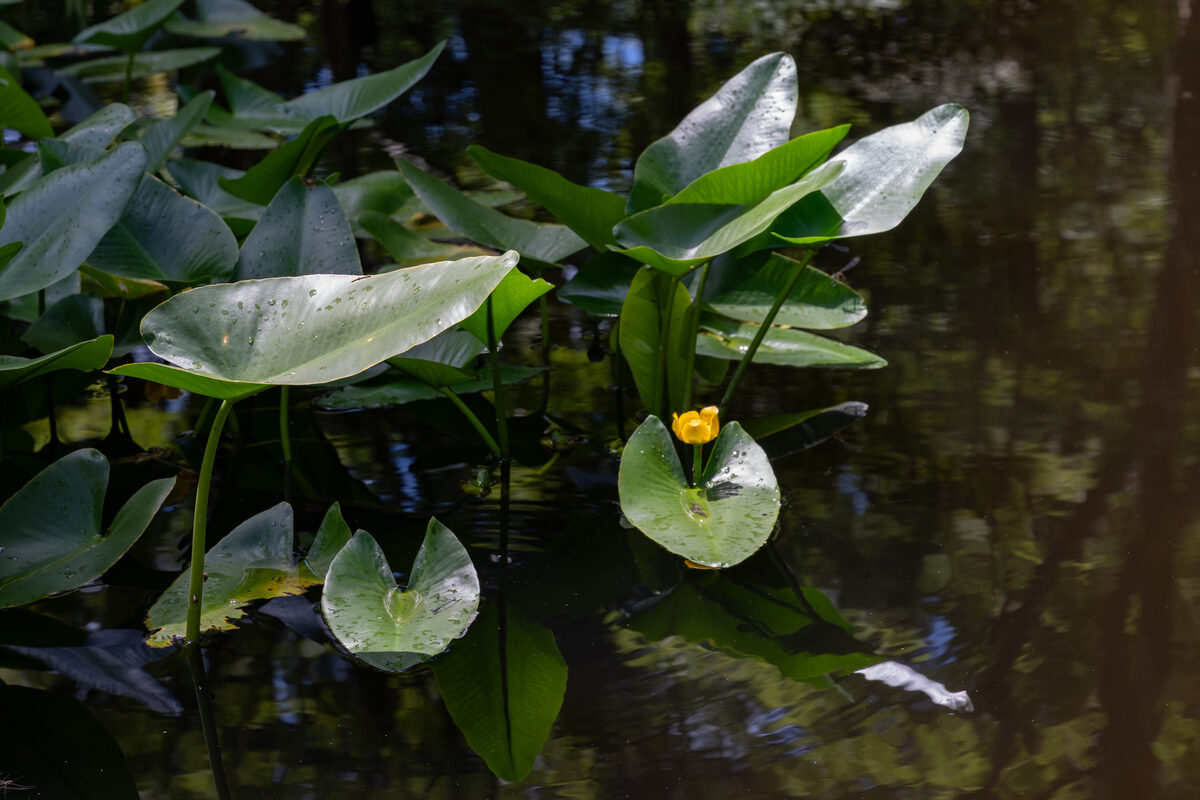 Nuphar japonicum — photo