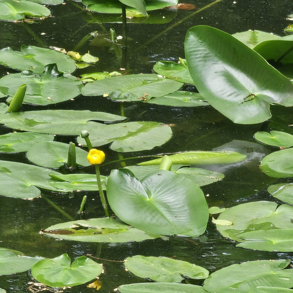 Nuphar japonicum