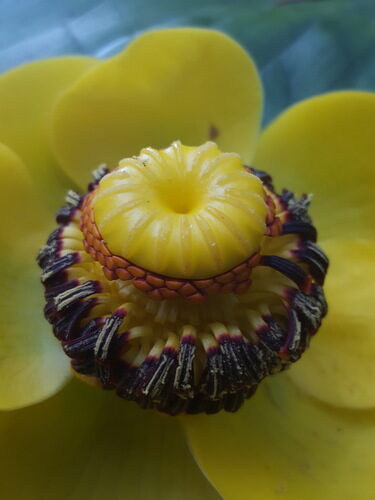 Nuphar polysepala (Spatterdock) — photo
