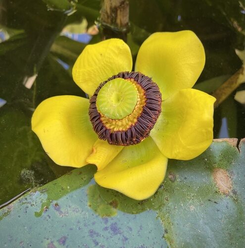 Nuphar polysepala