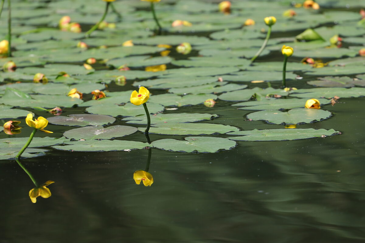 Nuphar pumila - (Timm.)DC. (Yellow pond-lily) — photo