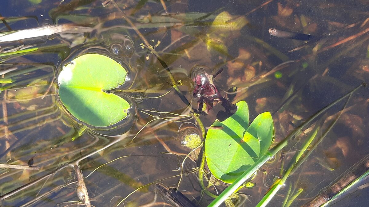 Nuphar pumila - (Timm.)DC. (Yellow pond-lily) — photo