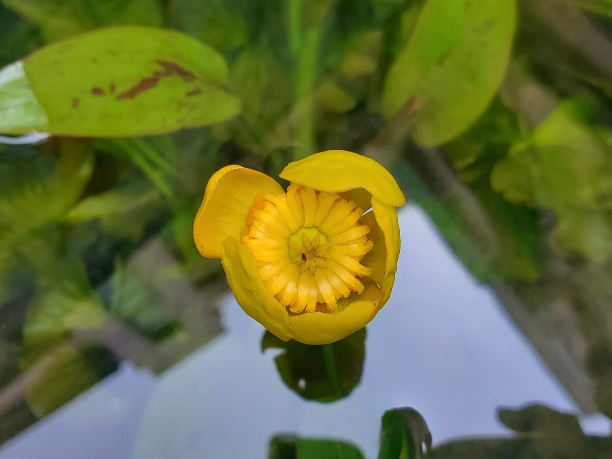 Nuphar pumila - (Timm.)DC.