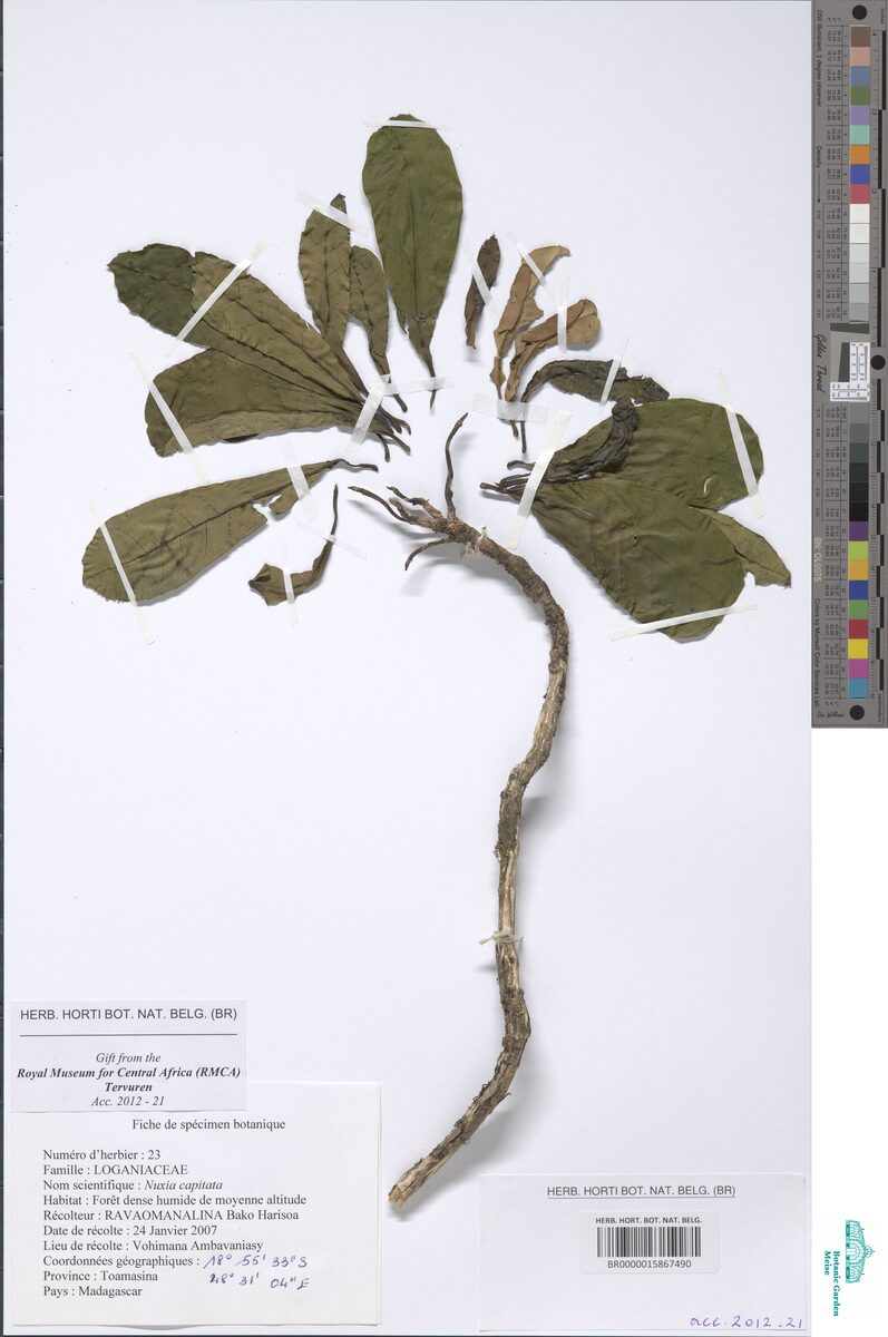 Nuxia capitata — photo