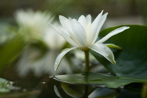 Nymphaea alba (White Water Lily) — photo