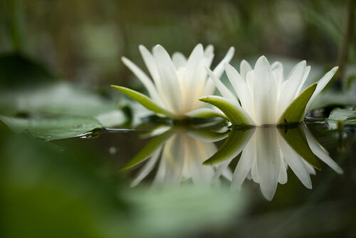 Nymphaea alba (White Water Lily) — photo