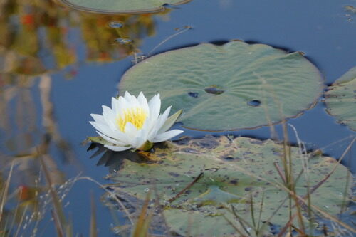Nymphaea alba