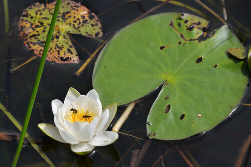 Nymphaea candida — photo