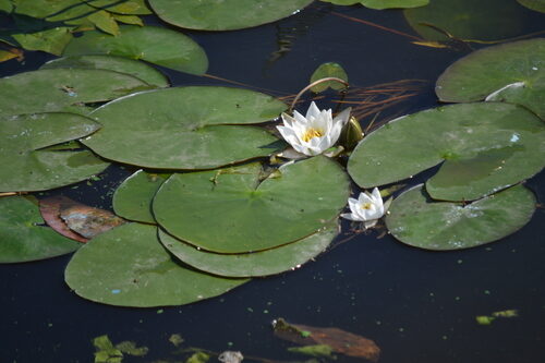 Nymphaea candida — photo
