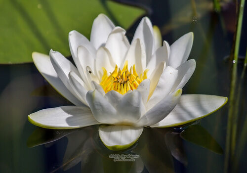 Nymphaea candida