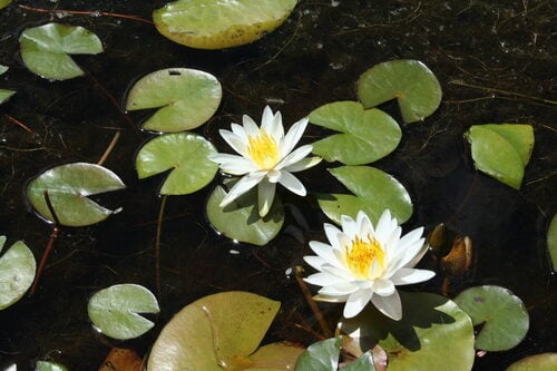 Nymphaea odorata (Fragrant Water Lily) — photo