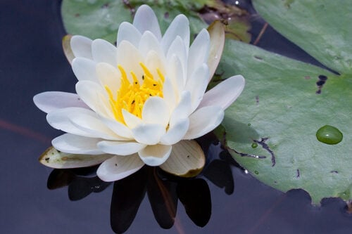 Nymphaea odorata (Fragrant Water Lily) — photo