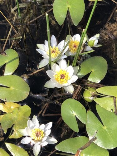 Nymphaea tetragona (Pygmy Water Lily) — photo