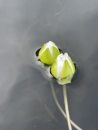 Nymphaea tetragona (Pygmy Water Lily) — photo