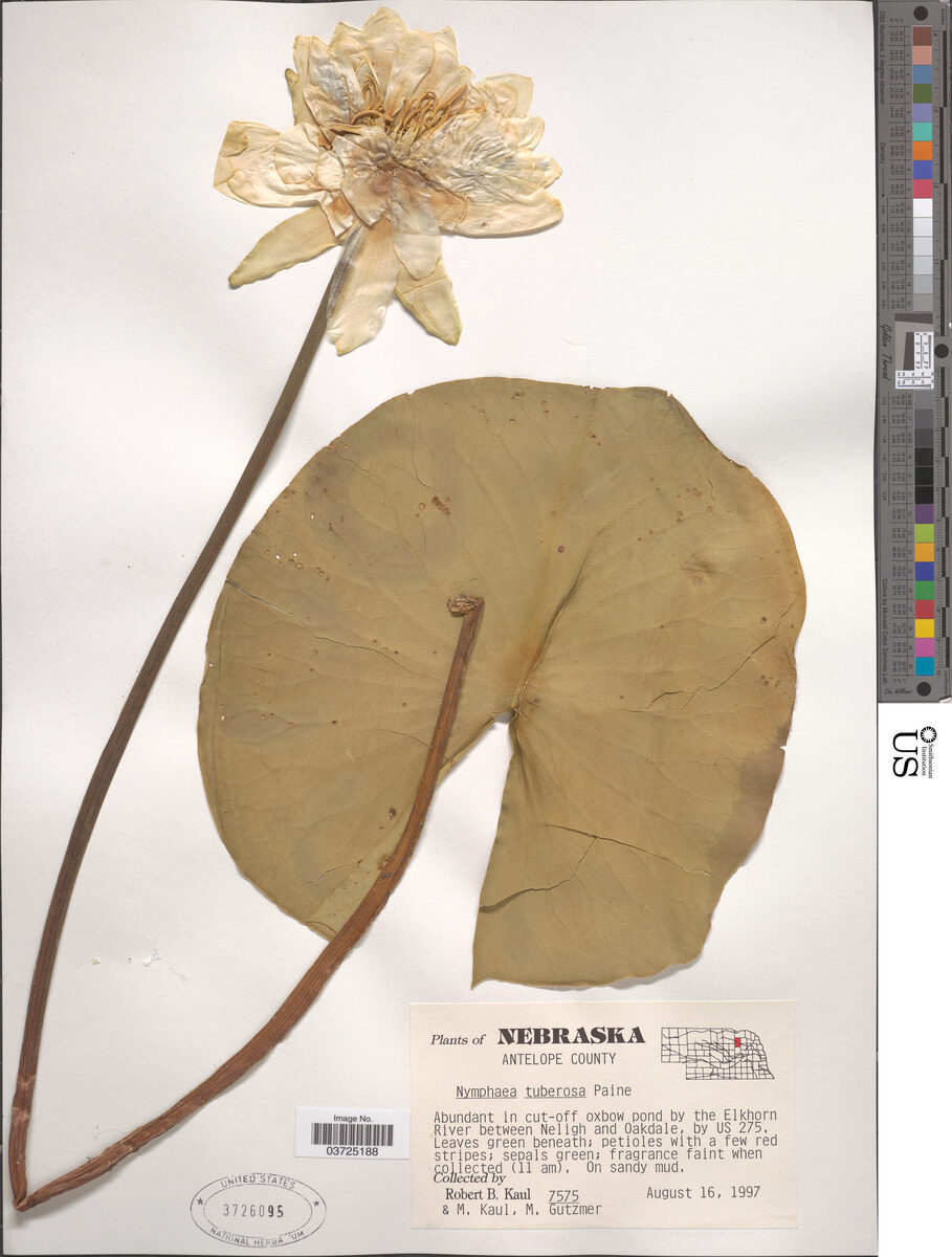 Nymphaea tuberosa (Tuberous Water Lily) — photo
