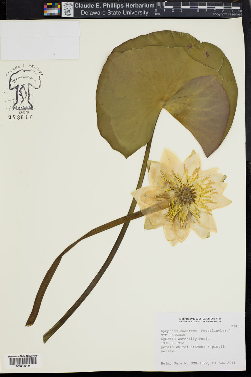 Nymphaea tuberosa