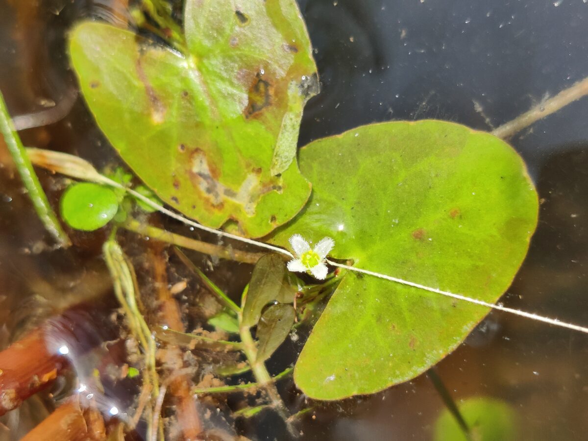 Nymphoides parvifolia (Bua saai ting) — photo